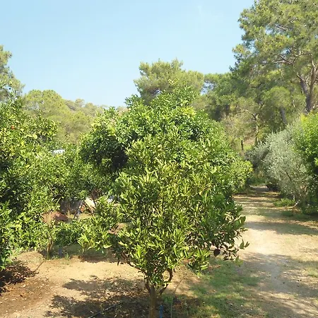 Halil Campsite *